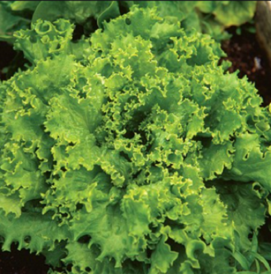 Picture of Lettuce Seeds Salad Vegetables Four Seasons Fast-Growing Vegetable Seeds 200 grain Seeds (Intec Packet)