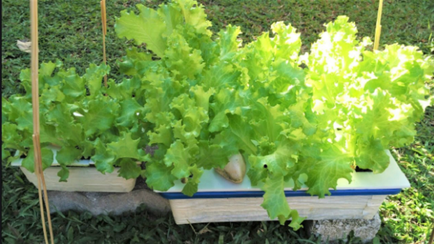 Picture of Lettuce Seeds Salad Vegetables Four Seasons Fast-Growing Vegetable Seeds 200 grain Seeds (Intec Packet)