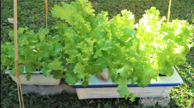 Picture of Lettuce Seeds Salad Vegetables Four Seasons Fast-Growing Vegetable Seeds 200 grain Seeds (Intec Packet)
