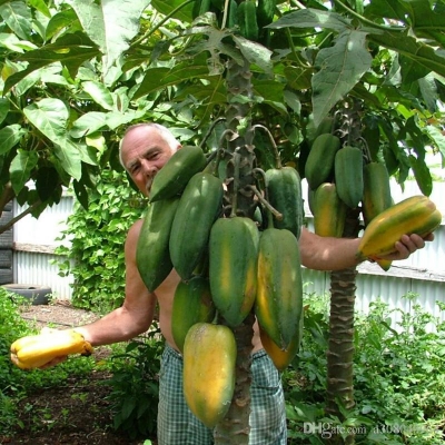 Picture of 2  Papaya Seeds Papaya Seeds  - 20 Pieces Per Packet(intact packet)