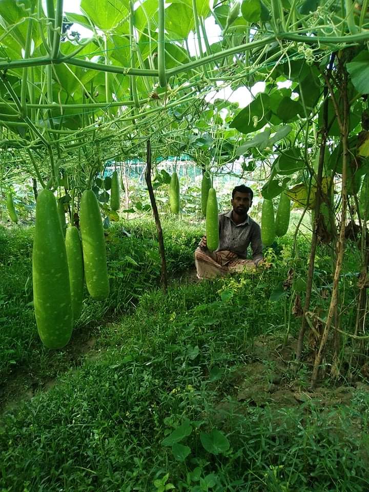 Picture of Product Details of Hajari Bottle Gourd Seeds-10 Pieces (itnact packet)