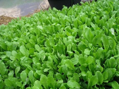 Picture of Product details of Palong Spinach Seeds  - 100 Pieces(intact packet)