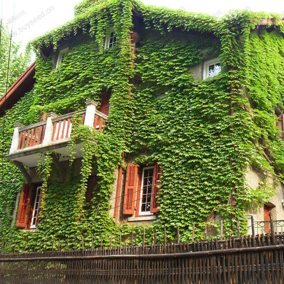 Picture of 15pcs Creeper Flower Seeds