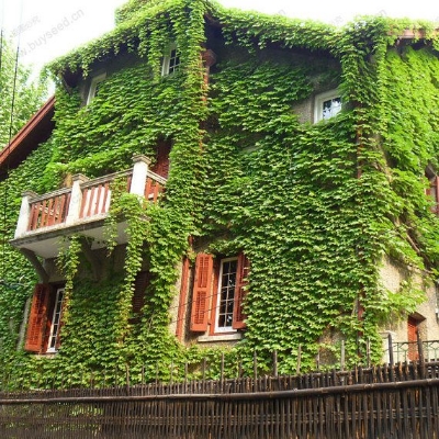 Picture of 15pcs Creeper Flower Seeds