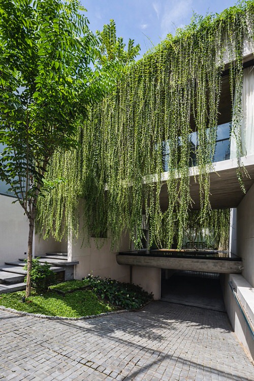 Picture of 15pcs Creeper Flower Seeds