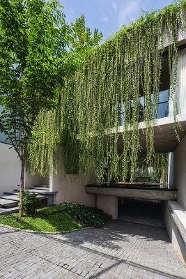 Picture of 15pcs Creeper Flower Seeds