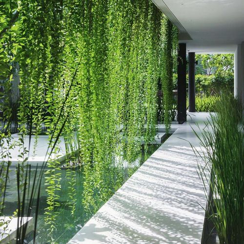 Picture of 15pcs Creeper Flower Seeds