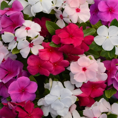 Picture of 15pcs - Vinca Flower Mix Color F2 Hybrid Seeds