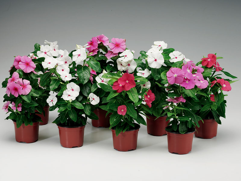 Picture of 15pcs - Vinca Flower Mix Color F2 Hybrid Seeds