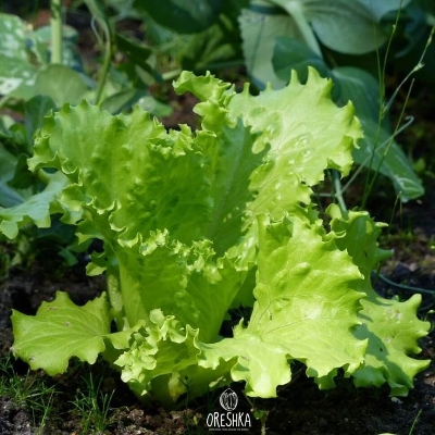 Picture of intake pack 50Pcs Letus seeds  Product Type:Bonsai Size:Mini Size:Large Size:Small Size:Medium Flowerpot:Excluded Cultivating Difficulty Degree:Very Easy Applicable Constellation:Sagittarius Style:Perennial Type:Foliage Plants Climate:Temperate Full-bloom
