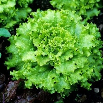Picture of intake pack 50Pcs Letus seeds  Product Type:Bonsai Size:Mini Size:Large Size:Small Size:Medium Flowerpot:Excluded Cultivating Difficulty Degree:Very Easy Applicable Constellation:Sagittarius Style:Perennial Type:Foliage Plants Climate:Temperate Full-bloom