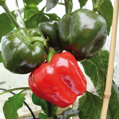 Picture of Capsicum Green/Red Mix Seed -10 Seeds