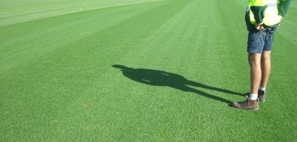 Picture of Imported Sports and Field Grass  - 200+ Pcs seeds