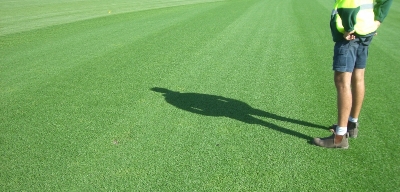 Picture of Imported Sports and Field Grass  - 200+ Pcs seeds