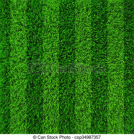 Picture of Imported Sports and Field Grass  - 200+ Pcs seeds