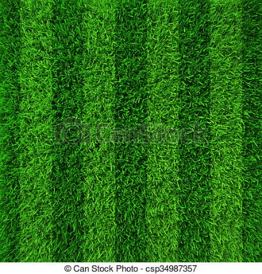 Picture of Imported Sports and Field Grass  - 200+ Pcs seeds