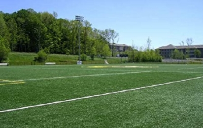 Picture of Imported Sports and Field Grass  - 200+ Pcs seeds