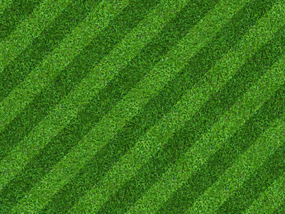 Picture of Imported Sports and Field Grass  - 200+ Pcs seeds