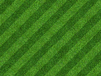 Picture of Imported Sports and Field Grass  - 200+ Pcs seeds