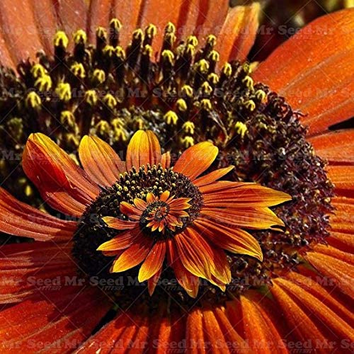 Picture of Miracle Daisy Seeds Hardy Bonsai Plants seeds- 15Pcs seeds