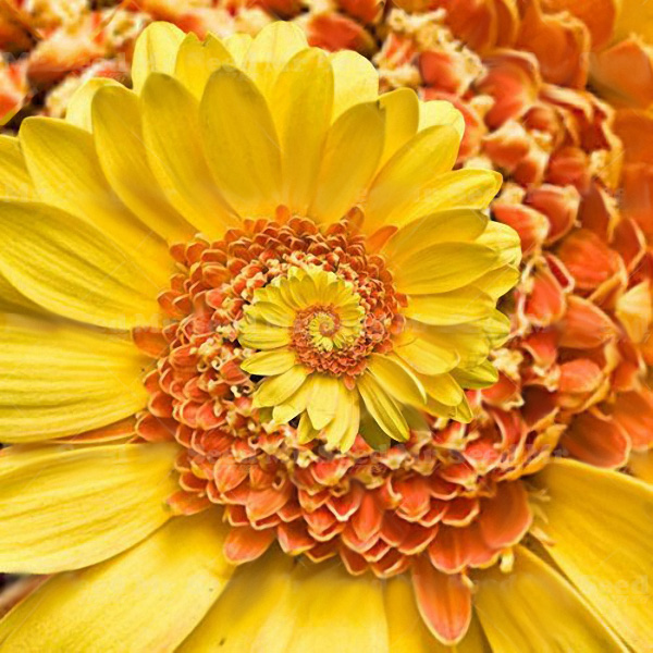 Picture of Miracle Daisy Seeds Hardy Bonsai Plants seeds- 15Pcs seeds