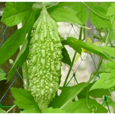 Picture of Hybrid Balsom Pear Seeds - 10 Pieces