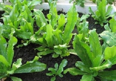 Picture of Garden/tob Bilati Coriander-50 pcs seeds