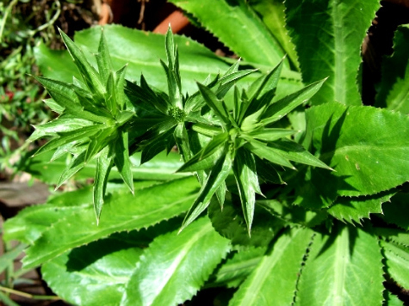 Picture of Garden/tob Bilati Coriander-50 pcs seeds