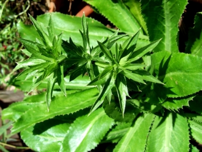 Picture of Garden/tob Bilati Coriander-50 pcs seeds