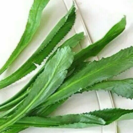 Picture of Garden/tob Bilati Coriander-50 pcs seeds