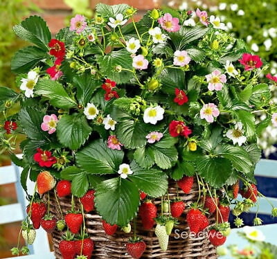 Picture of Red Strawberry Seeds -30 Pcs seeds(Imported Global Seeds)  Product Type:Bonsai Cultivating Difficulty Degree:Very Easya Style:Annual Use:Indoor Plants Flowerpot:Excluded Size:Mini,Medium,Large,Small Applicable Constellation:Taurus Full-bloom Period:Sprin