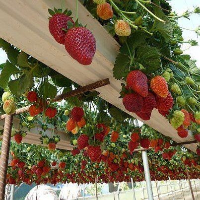 Picture of Red Strawberry Seeds -30 Pcs seeds(Imported Global Seeds)  Product Type:Bonsai Cultivating Difficulty Degree:Very Easya Style:Annual Use:Indoor Plants Flowerpot:Excluded Size:Mini,Medium,Large,Small Applicable Constellation:Taurus Full-bloom Period:Sprin