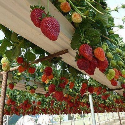 Picture of Red Strawberry Seeds -30 Pcs seeds(Imported Global Seeds)  Product Type:Bonsai Cultivating Difficulty Degree:Very Easya Style:Annual Use:Indoor Plants Flowerpot:Excluded Size:Mini,Medium,Large,Small Applicable Constellation:Taurus Full-bloom Period:Sprin