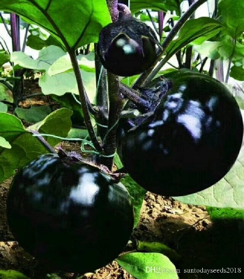 Picture of Giant Black Egg Brinjal Seeds - 20 pieces