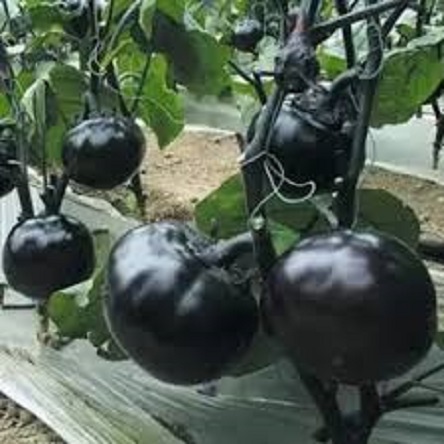 Picture of Giant Black Egg Brinjal Seeds - 20 pieces