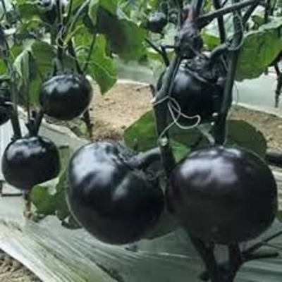 Picture of Giant Black Egg Brinjal Seeds - 20 pieces