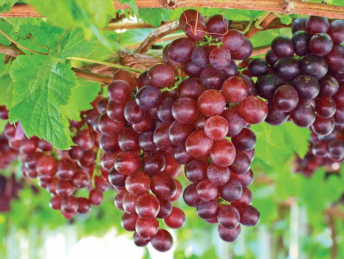 Picture of Chinese Grape Seeds For Plants Garden-20Pcs seeds  Description : 5Pcs Grape Seeds Chinese Fruit Seeds Specifications : Quantity : 5 pcs.. Germination : 15-25 days For germination temperature : 18-25 Celsius. Package : 1 OPP Simple Packaging Applications :