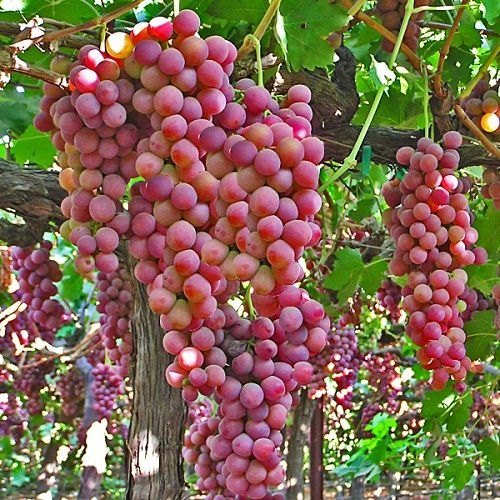 Picture of Chinese Grape Seeds For Plants Garden-20Pcs seeds  Description : 5Pcs Grape Seeds Chinese Fruit Seeds Specifications : Quantity : 5 pcs.. Germination : 15-25 days For germination temperature : 18-25 Celsius. Package : 1 OPP Simple Packaging Applications :