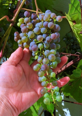 Picture of Chinese Grape Seeds For Plants Garden-20Pcs seeds  Description : 5Pcs Grape Seeds Chinese Fruit Seeds Specifications : Quantity : 5 pcs.. Germination : 15-25 days For germination temperature : 18-25 Celsius. Package : 1 OPP Simple Packaging Applications :
