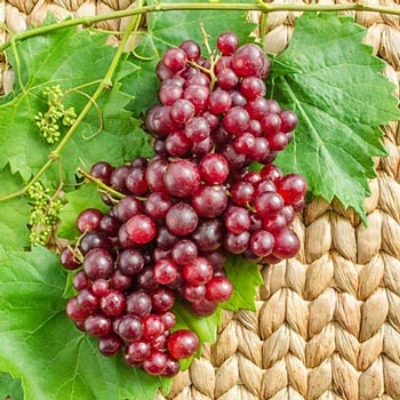 Picture of Chinese Grape Seeds For Plants Garden-20Pcs seeds  Description : 5Pcs Grape Seeds Chinese Fruit Seeds Specifications : Quantity : 5 pcs.. Germination : 15-25 days For germination temperature : 18-25 Celsius. Package : 1 OPP Simple Packaging Applications :