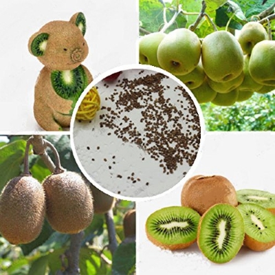 Picture of Global Kiwi Fruit/Flower Seeds -20 pcs seeds
