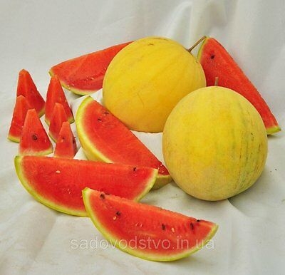 Picture of Huangxiao Fu small yellow watermelon bonsai 10 pcs healthy vegetable bonsais- 10Pcs seeds  Product Type: Bonsai Cultivating Difficulty Degree: Very Easy Style: Annual Flowerpot: Excluded Size: Mini Function: Interest Location: Courtyard Model Number: 001