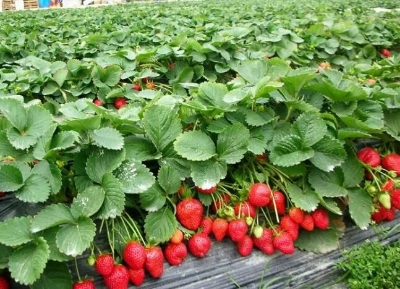 Picture of 20 pcs Giant strawberry Bonsai Tree Seeds -20 pcs seeds  Product Type:Bonsai seeds Cultivating Difficulty Degree:Very Easy Flowerpot:Excluded Applicable Constellation:Sagittarius Function:Interest. Style:Perennial Size:Medium. Size:Large Size:Small Model