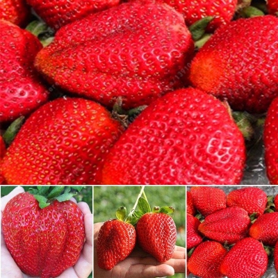 Picture of 20 pcs Giant strawberry Bonsai Tree Seeds -20 pcs seeds  Product Type:Bonsai seeds Cultivating Difficulty Degree:Very Easy Flowerpot:Excluded Applicable Constellation:Sagittarius Function:Interest. Style:Perennial Size:Medium. Size:Large Size:Small Model
