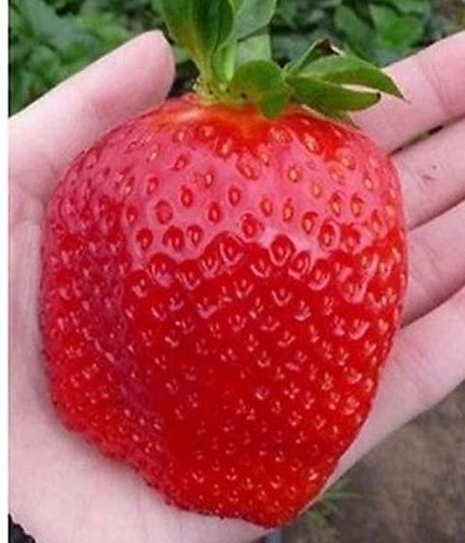 Picture of 20 pcs Giant strawberry Bonsai Tree Seeds -20 pcs seeds  Product Type:Bonsai seeds Cultivating Difficulty Degree:Very Easy Flowerpot:Excluded Applicable Constellation:Sagittarius Function:Interest. Style:Perennial Size:Medium. Size:Large Size:Small Model