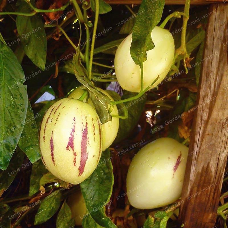 Picture of Bonsai 10Pcs Mini Sweet Melon Seeds