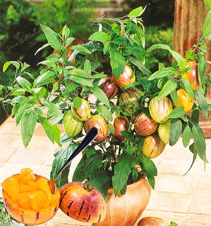 Picture of Bonsai 10Pcs Mini Sweet Melon Seeds