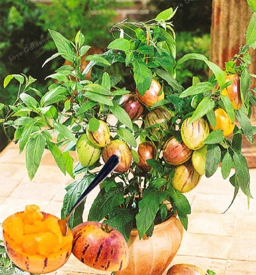 Picture of Bonsai 10Pcs Mini Sweet Melon Seeds