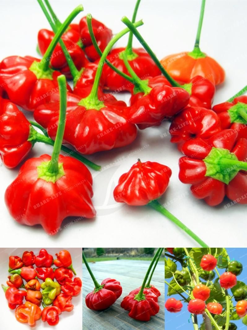 Picture of Beijing sweet pepper bonsai 20pcs Vegetable bonsai seeds only- 20Pcs seeds