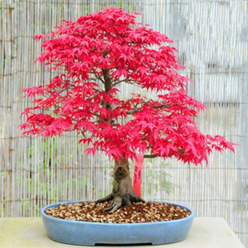 Picture of Canada Mini Red Maple Bonsai Maple Tree-15 Pcs Seeds